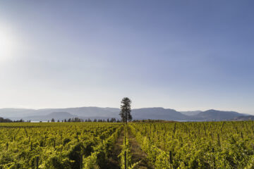 ailm-estate-vineyard-pine-tree